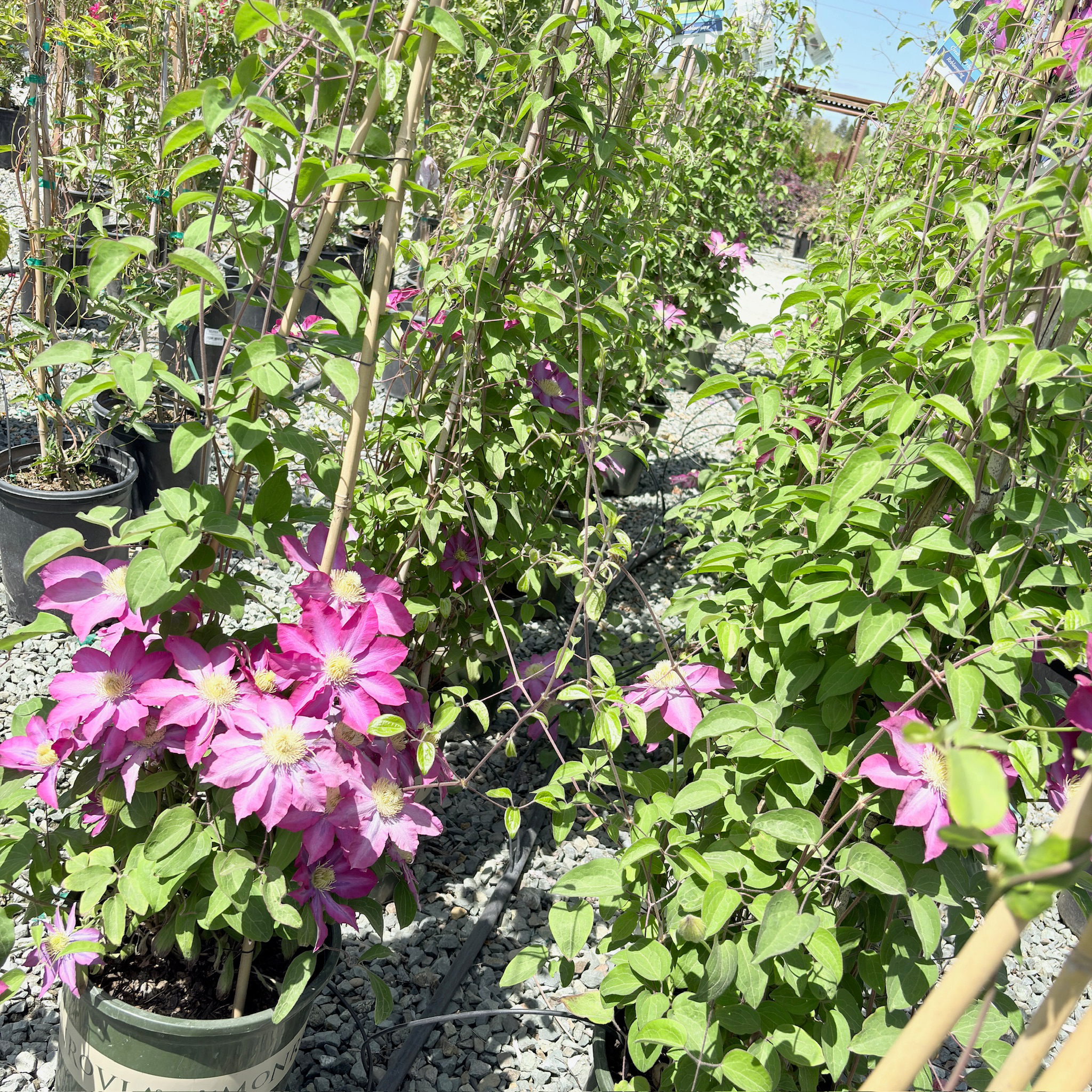 Potted Pink Champagne Clematis plants with pink flowers and green leaves in a garden setting