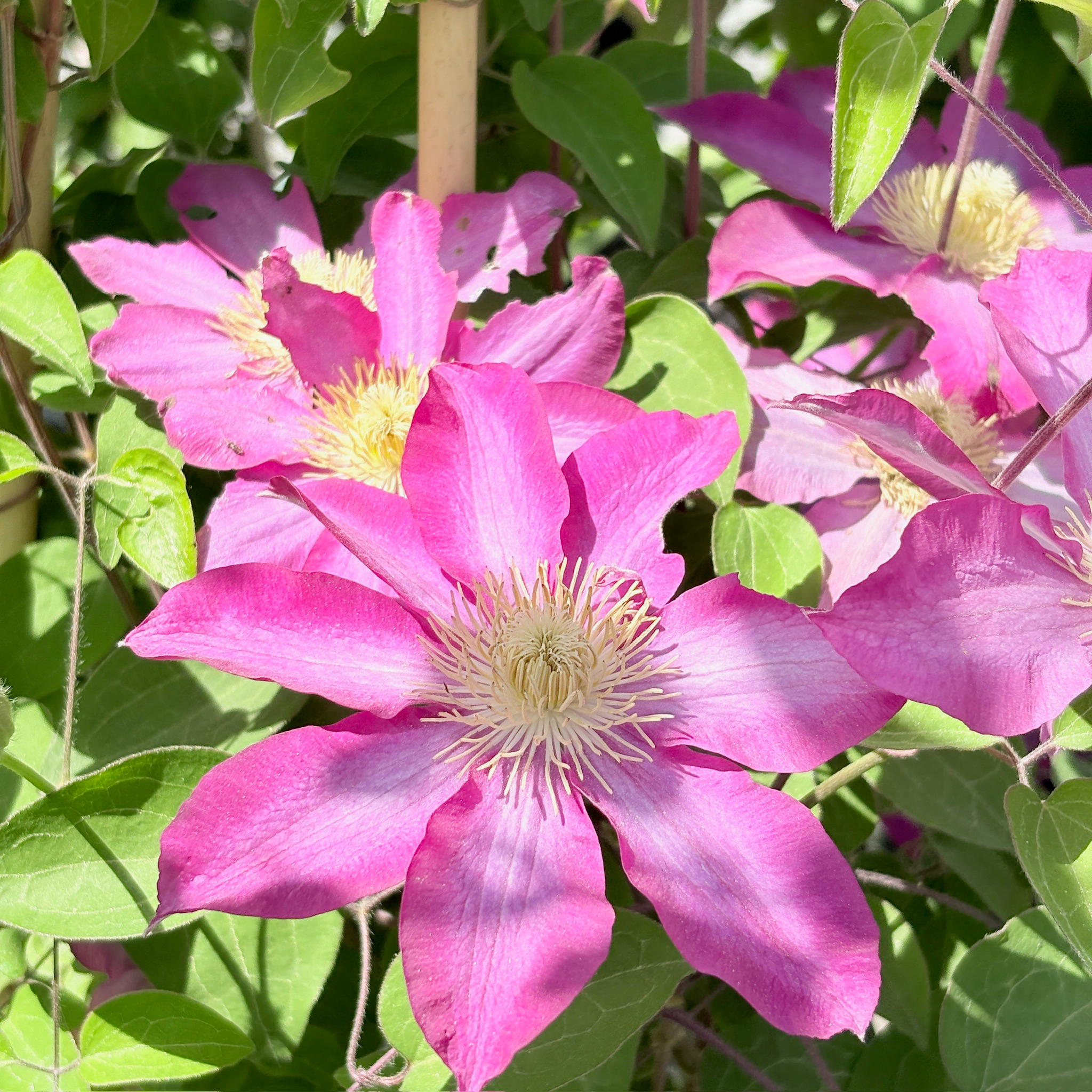Close-up of Pink Champagne Clematis with green leaves in the background