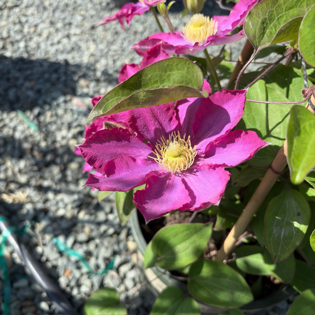 Close-up of Pink Champagne Clematis flower with green leaves against a blurred background