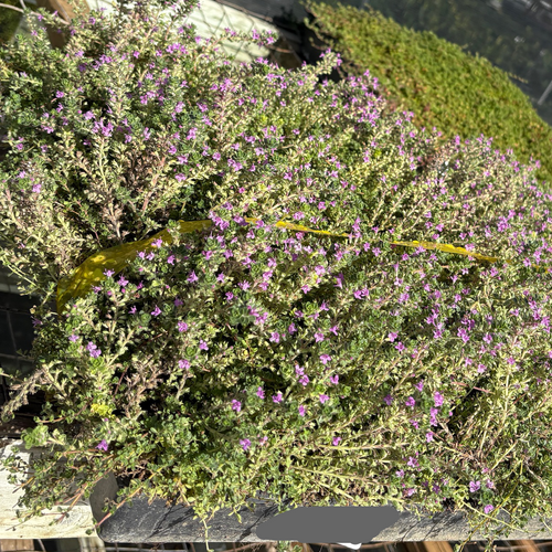 22様　nella. x Garden of eden thyme pierce Pink Chintz Creeping Thyme | Fragrant Pink Flowering Groundcover