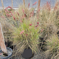 Pink Crystal Ruby Grass