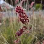 Pink Crystal Ruby Grass