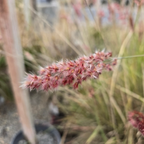 Pink Crystal Ruby Grass