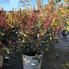 Pink Dancer Indian Hawthorn