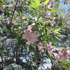 Pink Dawn Chitalpa