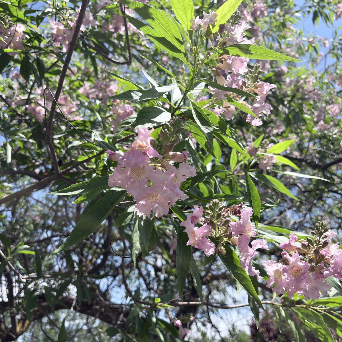 Pink Dawn Chitalpa