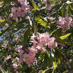 Pink Dawn Chitalpa