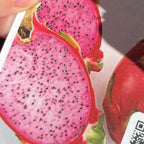 Pink Flesh Dragon Fruit