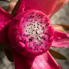 Pink Flesh Dragon Fruit