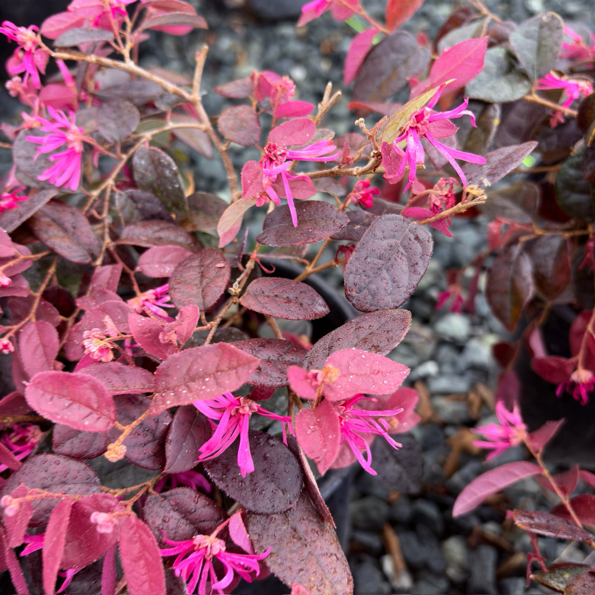 Pink Flowering Chinese Fringe Flower