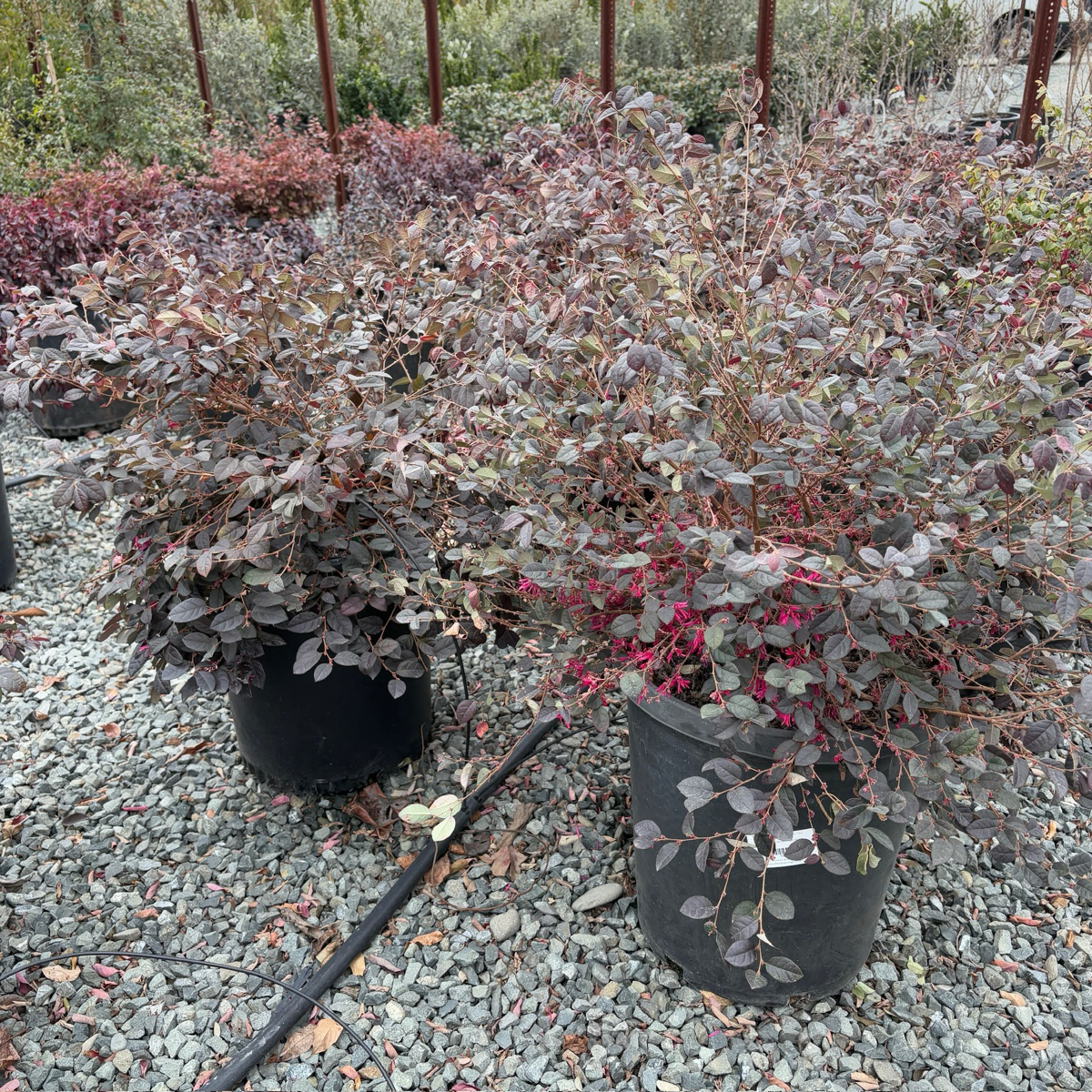 Pink Flowering Chinese Fringe Flower