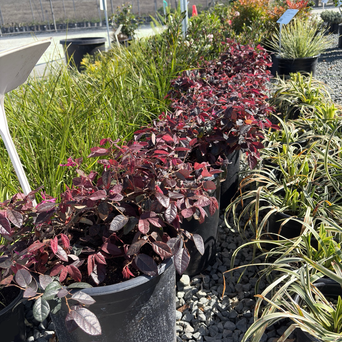 Pink Flowering Chinese Fringe Flower