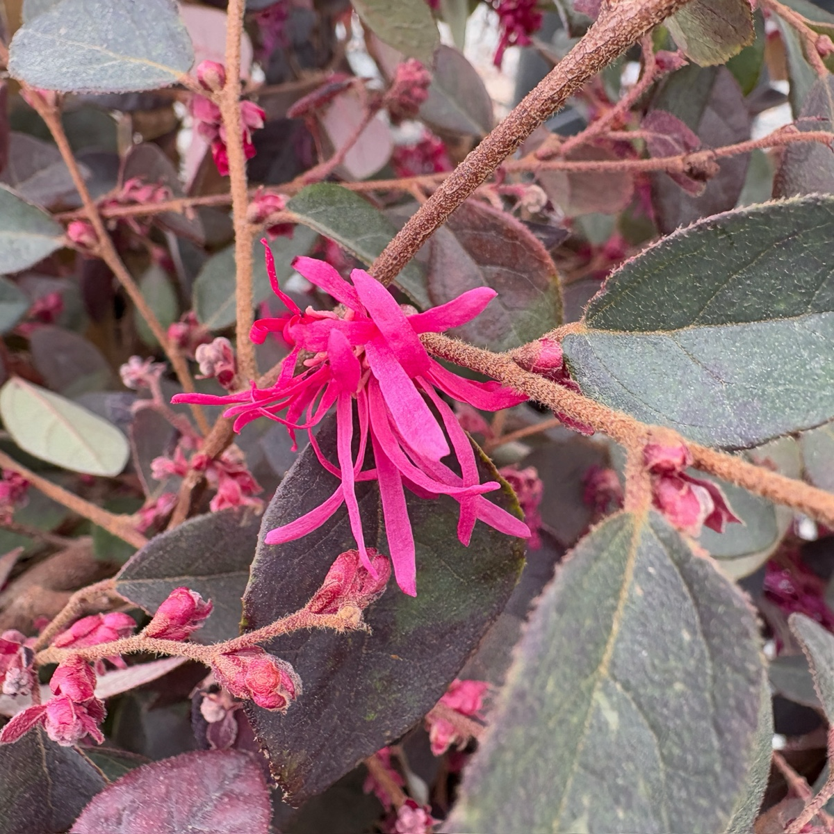 Pink Flowering Chinese Fringe Flower