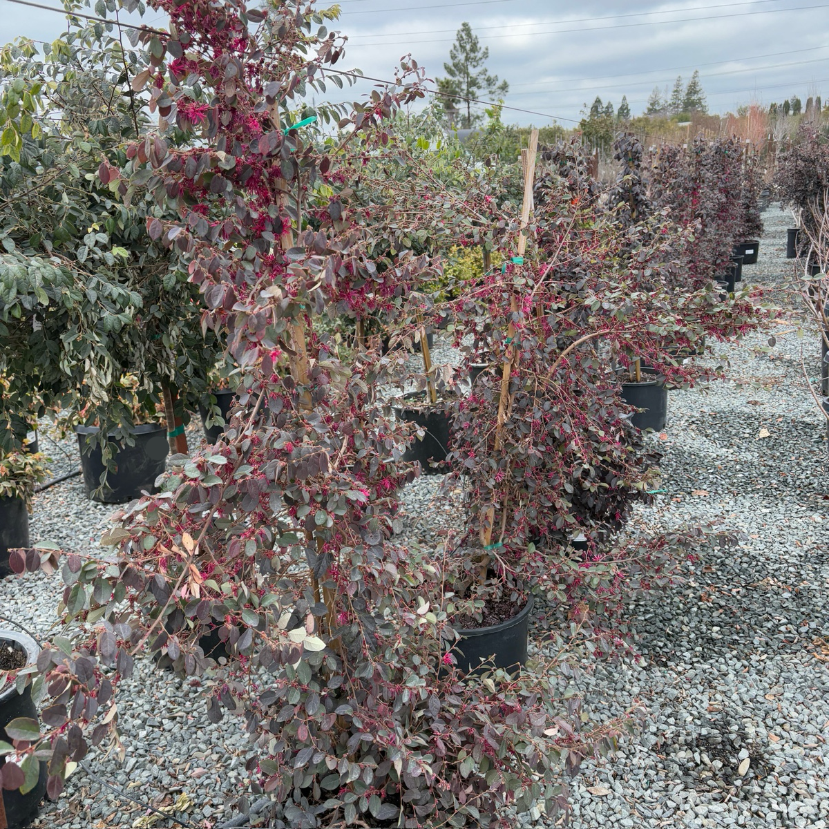 Pink Flowering Chinese Fringe Flower