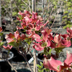 Pink Flowering Dogwood