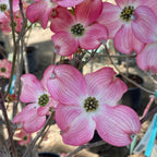 Pink Flowering Dogwood