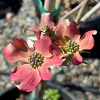 Pink Flowering Dogwood