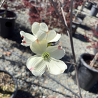 Pink Flowering Dogwood
