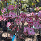 Pink Flowering Dogwood