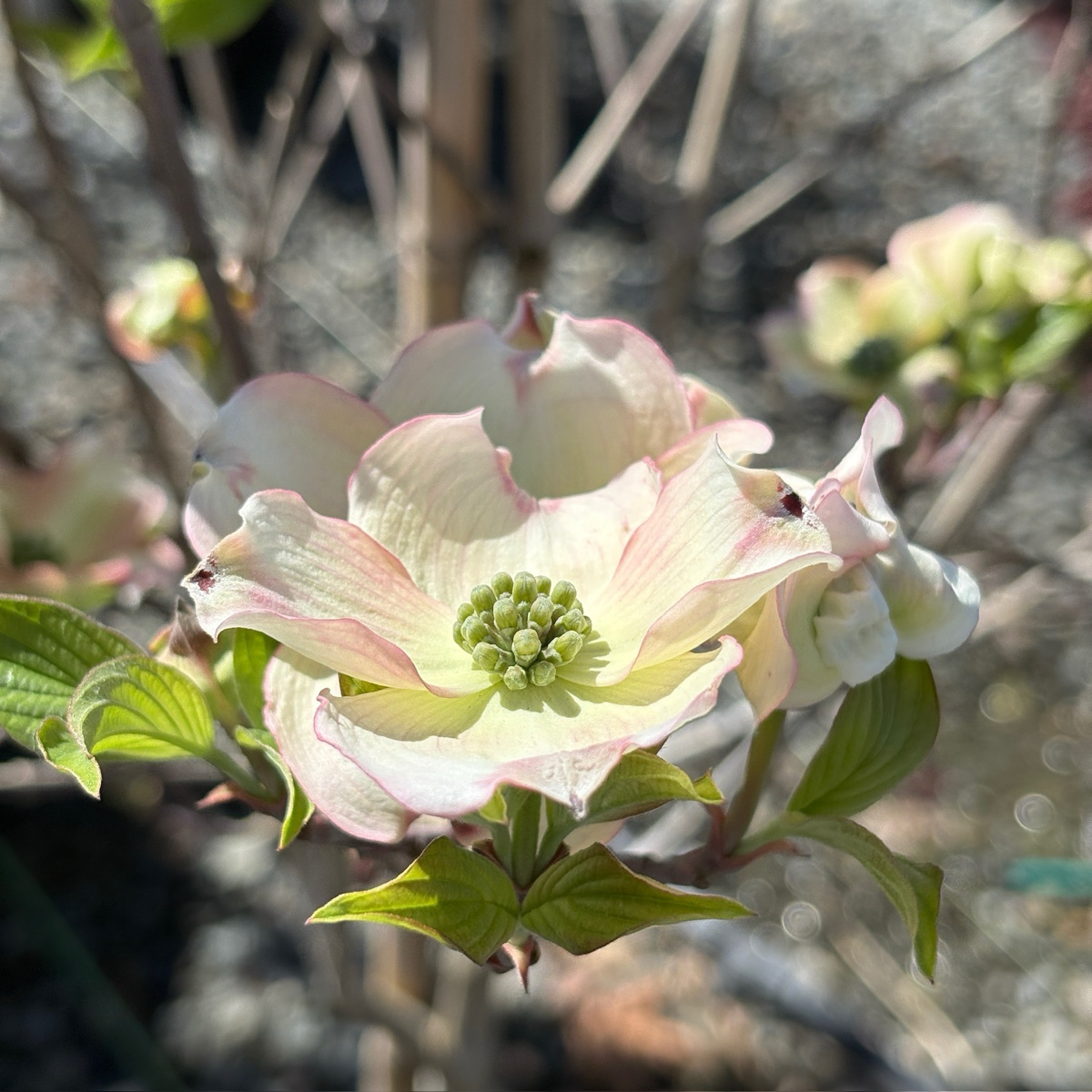 Pink Flowering Dogwood