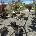 Pink Flowering Dogwood