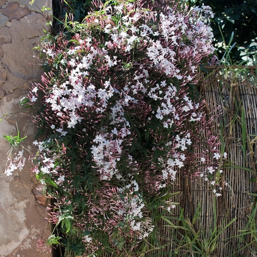 Pink Jasmine | Fragrant Pink Bud Climbing Vine  Victory Nursery