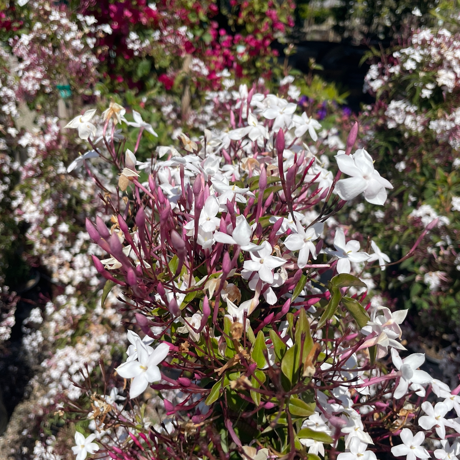 pink jasmine plant care indoor Pink Jasmine