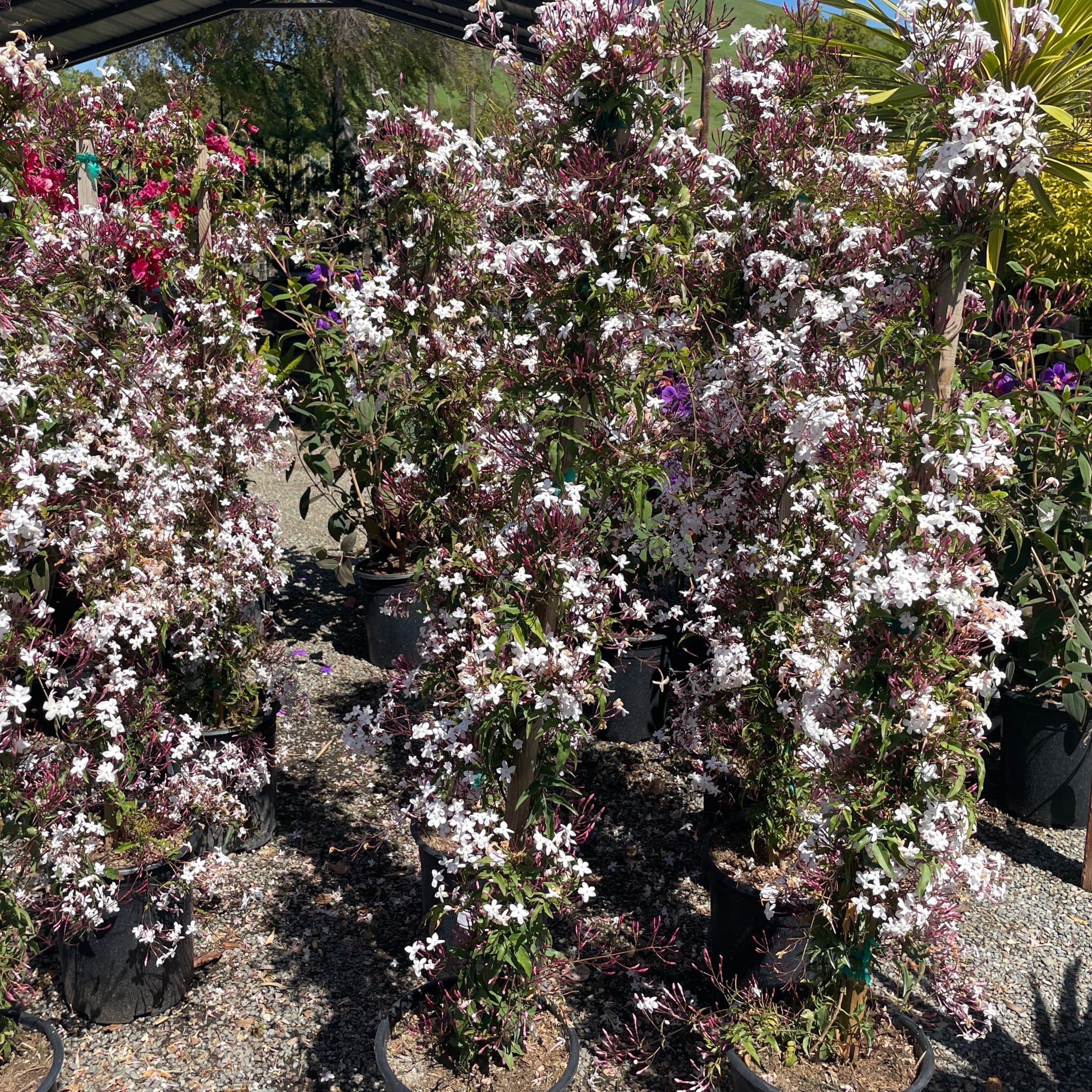 pink jasmine plant care indoor Pink Jasmine