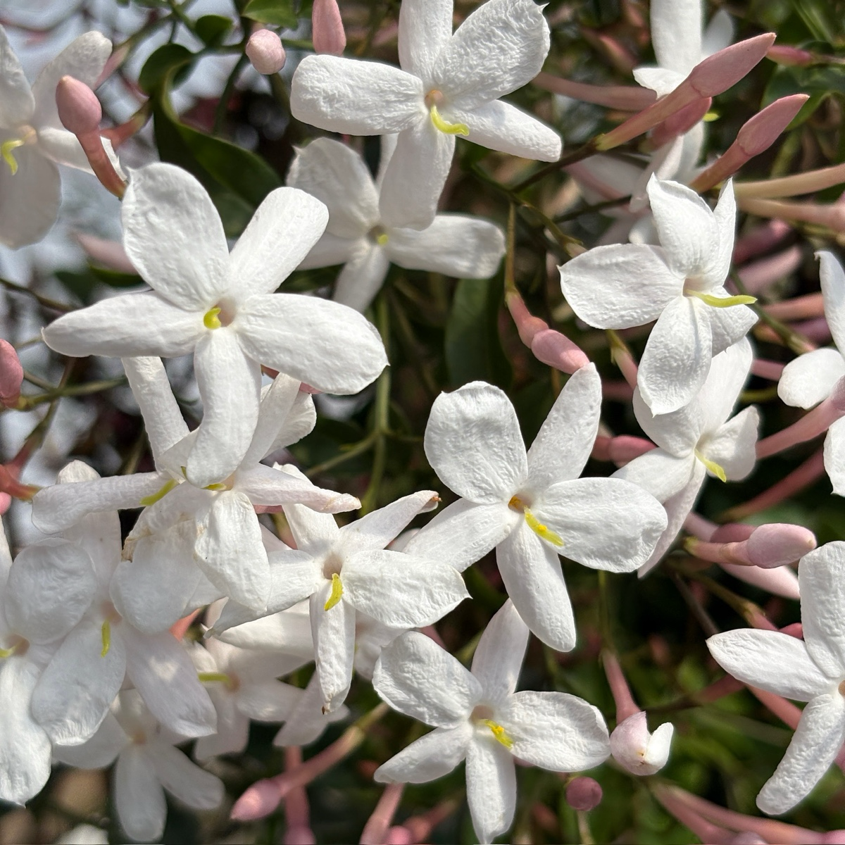Pink Jasmine