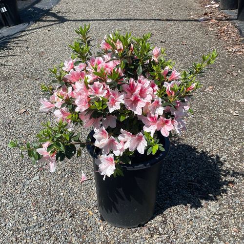 Pink Lace Azalea | Delicate Pink Flowering Evergreen – Victory Nursery
