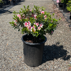 Pink Lace Azalea