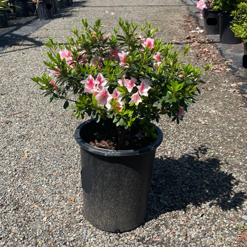 Pink Lace Azalea