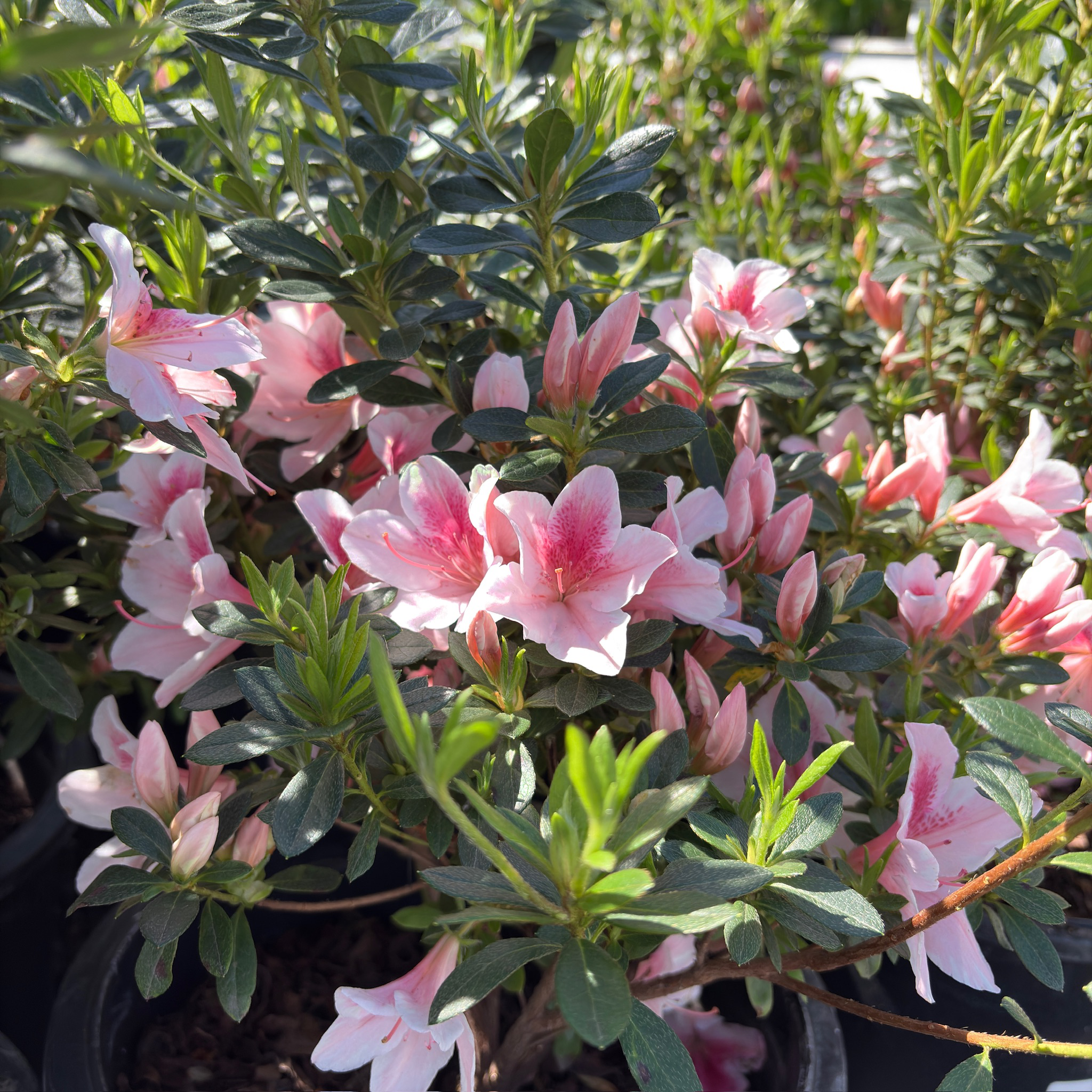 Pink Lace Azalea