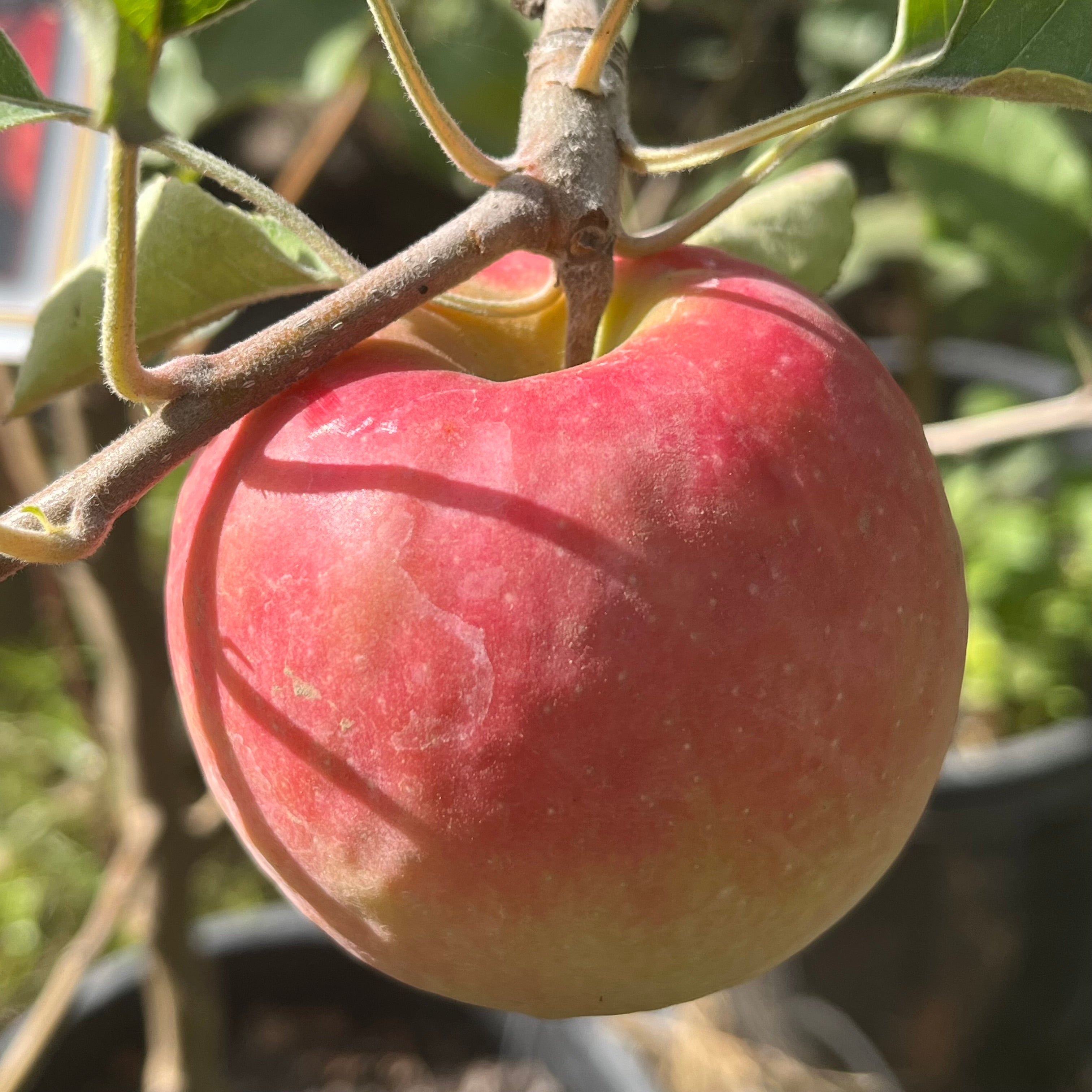 Red apple on a Pink Lady Apple tree branch with green leaves