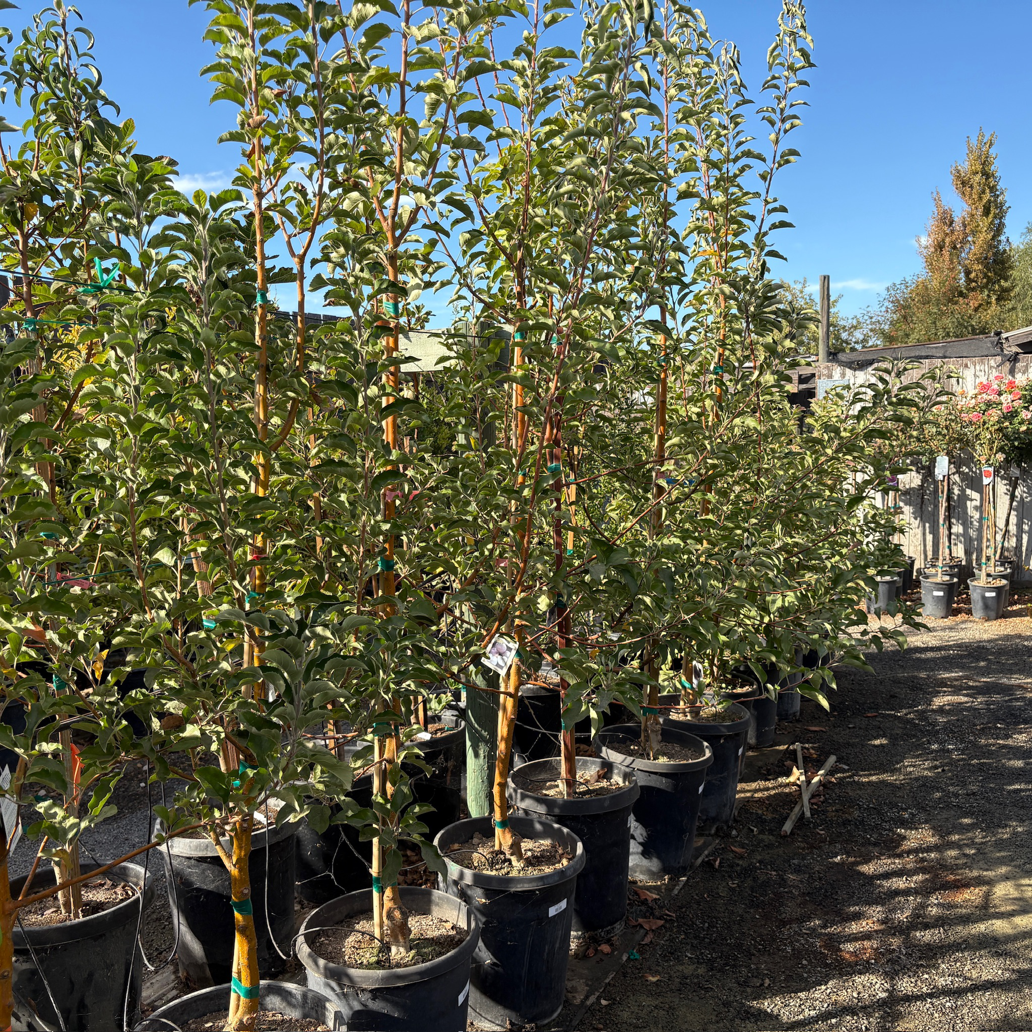 Row of potted Pink Lady Apple trees in a nursery setting with a clear blue sky.