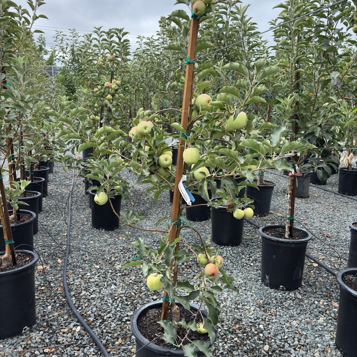Row of potted Pink Lady Apple trees with green apples in a nursery setting