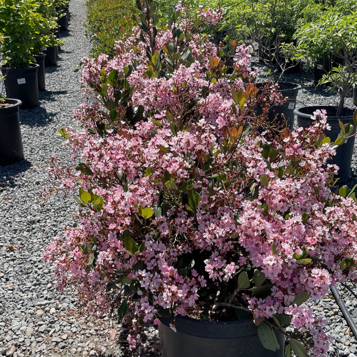 Pink Lady Indian Hawthorn