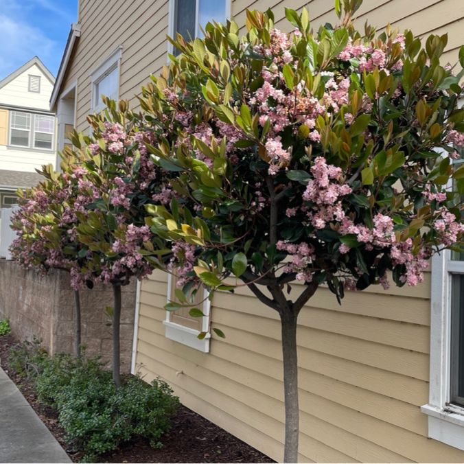 Pink Lady Indian Hawthorn