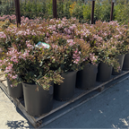 Pink Lady Indian Hawthorn