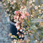 Pink Lemonde Blueberry