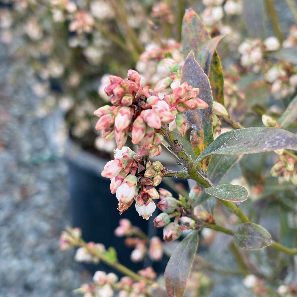 Pink Lemonde Blueberry