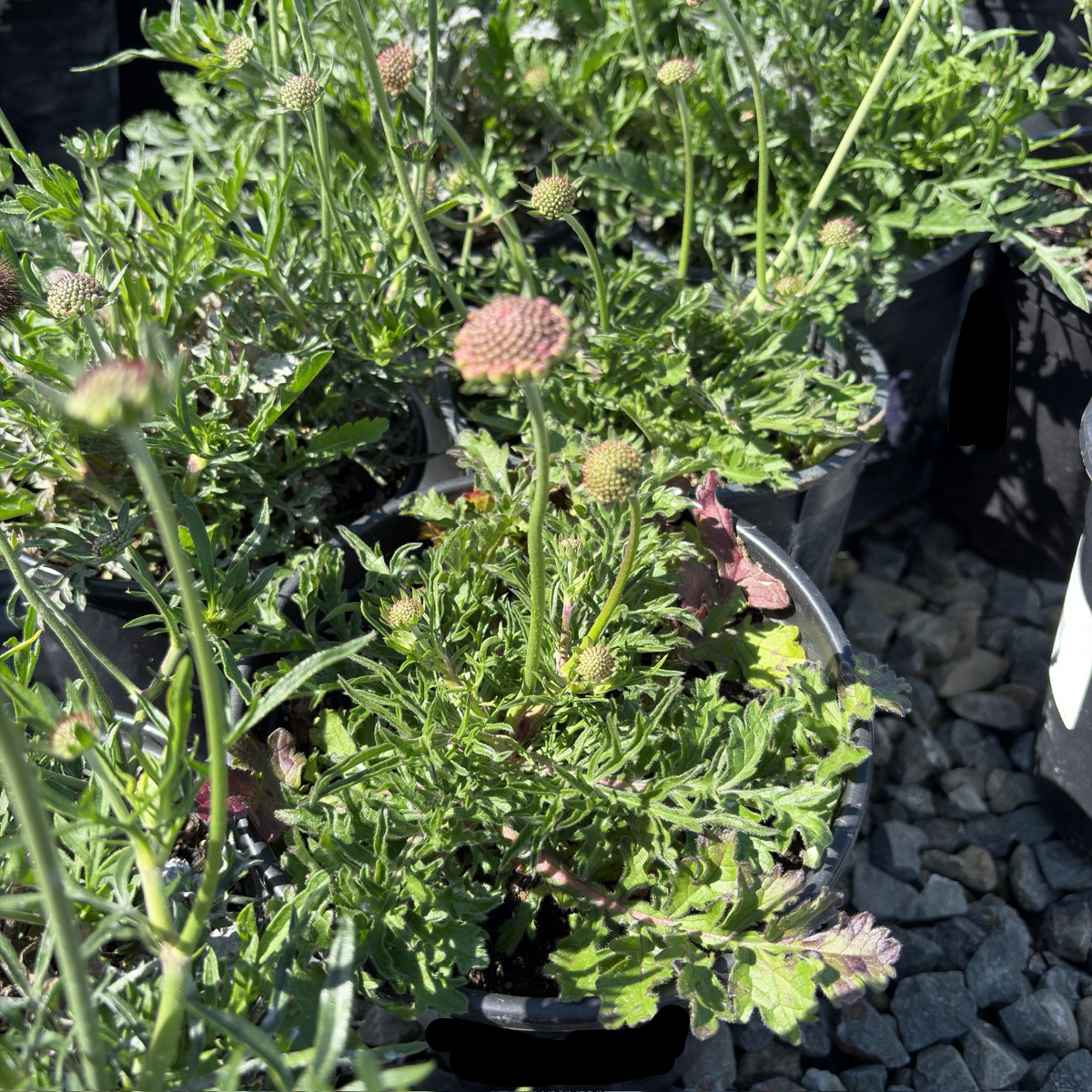Pink Mist Pincushion Flower