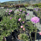 Pink Mist Pincushion Flower