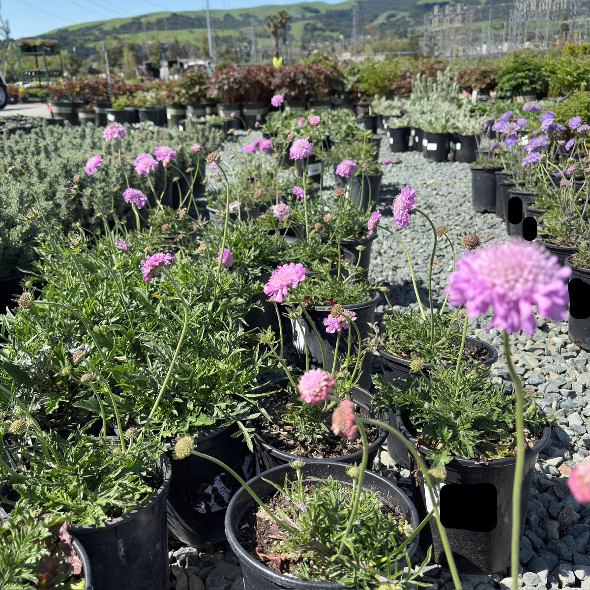 Pink Mist Pincushion Flower