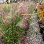 Pink Muhly Grass Close-up of tall Pink Muhly Grass with a blurred background