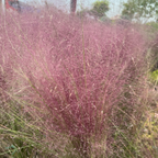 Pink Muhly Grass swaying in the wind with a blurred background at victory nursery