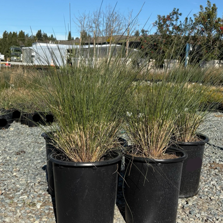 Pink Muhly Grass (Muhlenbergia capillaris) – Fall Pink Ornamental Grass –  Victory Nursery