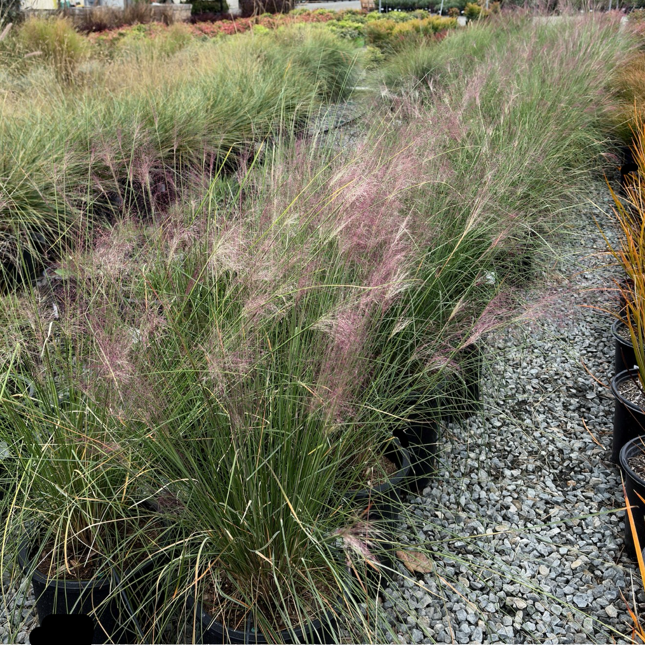 Pink Muhly Grass (Muhlenbergia capillaris) – Fall Pink Ornamental Grass –  Victory Nursery