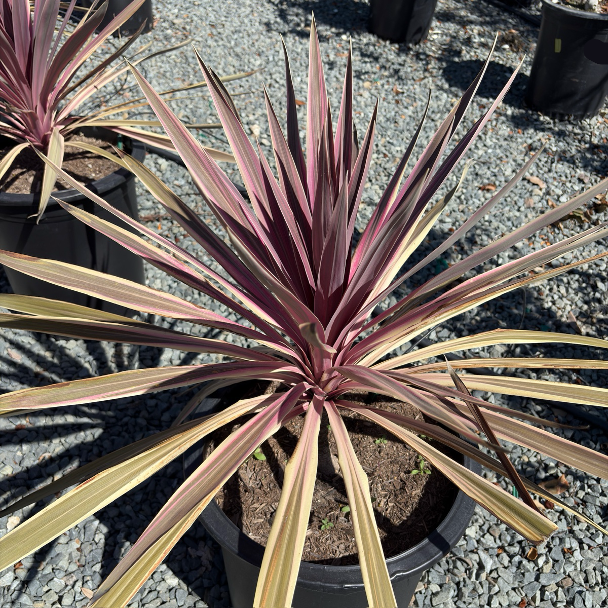 pink passion dracaena palm Pink Passion Grass Palm