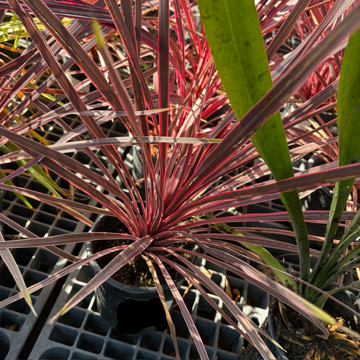 Pink Passion Grass Palm